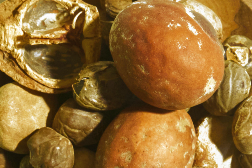 Mongongo What!!!: The Holy Grail of Oils